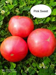 Pink Sweet (Розовый сладкий)
