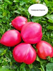 Северная корона