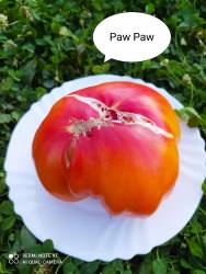 Paw Paw