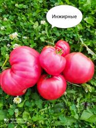 Инжирные