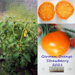 German Orange Strawberry.jpg