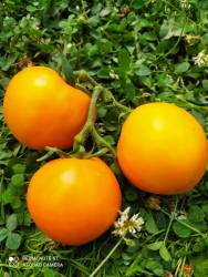 Calli Orange(Калли Апельсин)