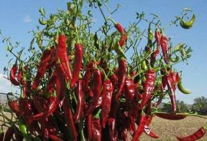 Guajillo_chili1.thumb.jpg.9c93d031f987644a1dafa3b05ceb885c.jpg