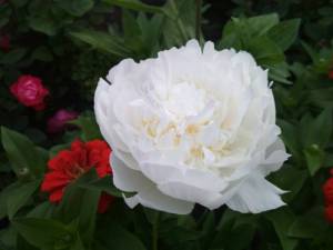 IMG_20210624_200851.jpg