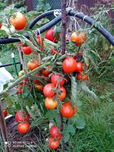 Снегирь - С — сорта томатов - tomat-pomidor.com - отзывы на форуме
