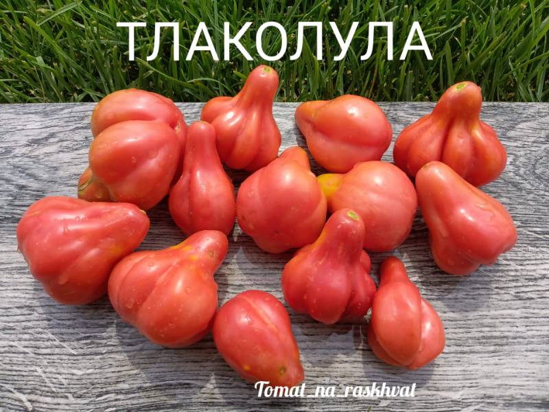 Тлаколула (Tlacolula) - Т — сорта томатов - tomat-pomidor.com - отзывы нафоруме
