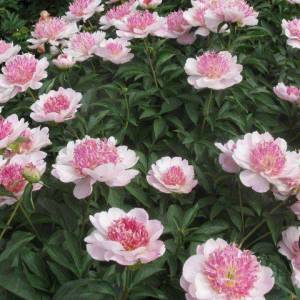 cf7e9d73a42fafc363d93442eaf9185d--peony-rose-peony-flower.jpg