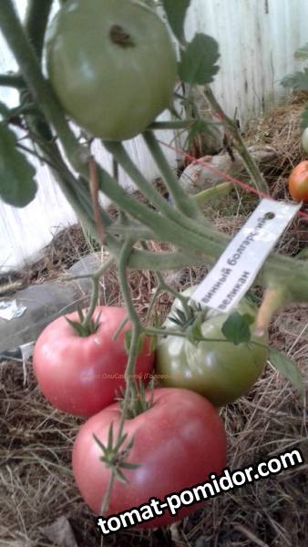 Винный болгарский великан - В — сорта томатов - tomat-pomidor.com - отзывына форуме