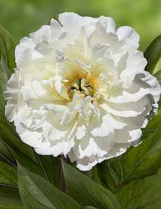 paeonia_itoh_white_emperor.297x387.jpg