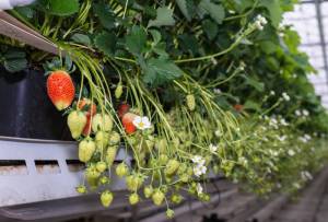 ripe-unripe-strawberries-modern-greenhouse-close-closeup-blossoming-ripening-hanging-glasshouse-specialized-52839376.thumb.jpg.a12c000edb94e724b1cc5196976fba4f.jpg