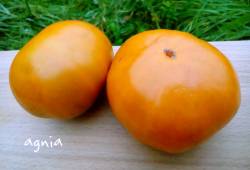 Orange Ghabbana