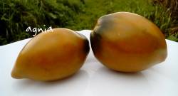 Tiger Eye (dwarf)