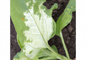 target-downy-mildew-of-sunflower-005.png