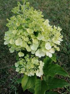 Полярный медведь 26,07,21.jpg