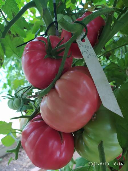 Бабушкина радость - Б — сорта томатов - tomat-pomidor.com - отзывы нафоруме