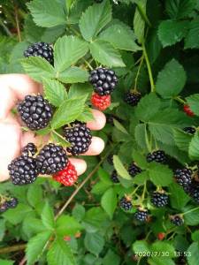 IMG_20200730_135351.thumb.jpg.9adae4456ac06bd8368c62a8a30f68c1.jpg