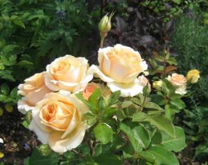 IMG_20210727_041732.thumb.jpg.11cf52c921c06f54209ecbe260a4874d.jpg