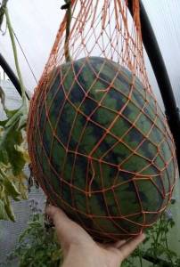 IMG_20210817_205207.thumb.jpg.50116e70b6d248253d373a856d5d61df.jpg