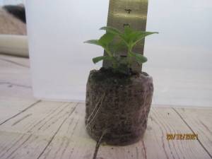IMG_3069.thumb.JPG.2bb4f741d71bf1afe7c12065a4bbfc32.JPG