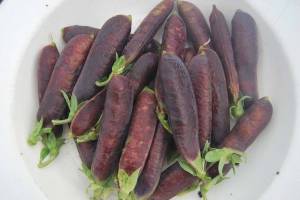 cowpea-violet-01.jpg