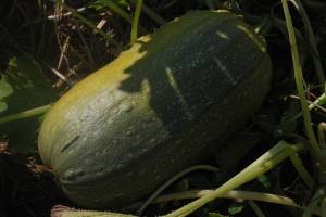 pumpkin-kabak-01.jpg