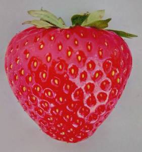 single-fruit.thumb.jpg.349909391e9a972e012553298d4b3aa2.jpg