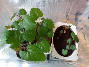 IMG_20220130_154216_еж_Лох_Тей.jpg