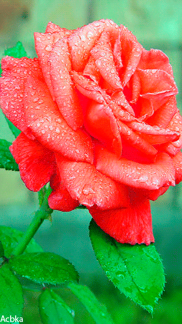 1e996d3991f8f6a701ebc41d7f51934a.gif