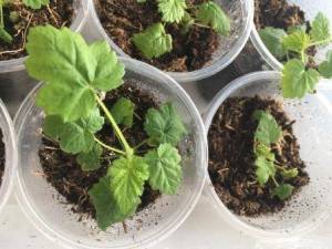 малина самохвал.JPG