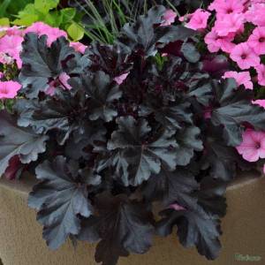 Heuchera Black Pearl pot 2-qpr.jpg