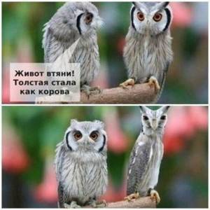 совы.jpg