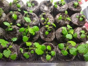 WhatsApp Image 2022-01-09 at 15.02.48.jpeg