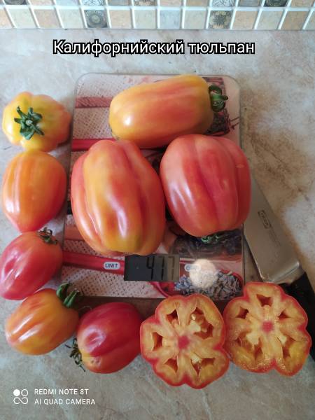 Калифорнийский тюльпан - К — сорта томатов - tomat-pomidor.com - отзывы нафоруме