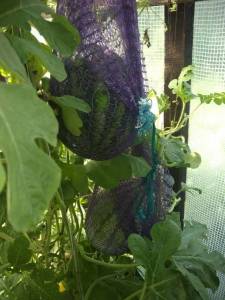 IMG_20211110_135702.thumb.jpg.1c47d622223bbcbcdb03f97a68ebdc64.jpg