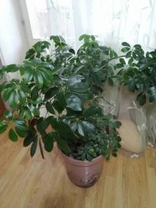 IMG_20220113_100912.jpg