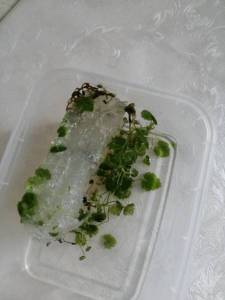 IMG_20220128_165123.thumb.jpg.c0979a8e5f7f34fe569dd0e15dd458ab.jpg