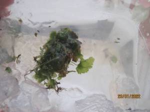 IMG_3093.thumb.JPG.0c418e8190b8d75b96bbd78fa42bd631.JPG