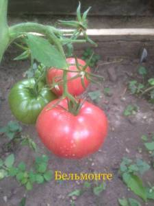 IMG_5205.JPEG