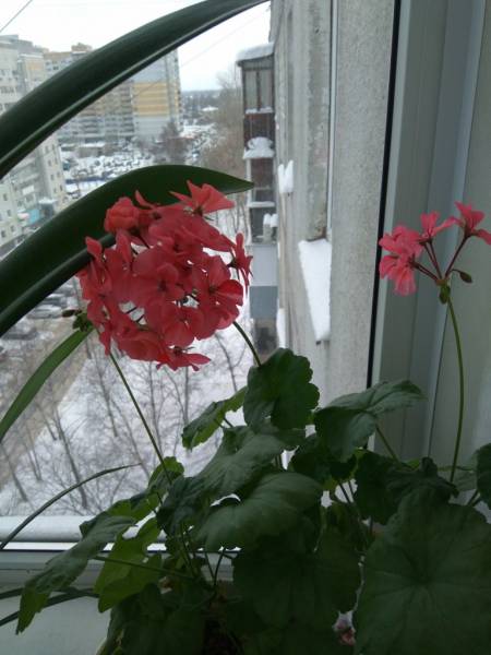 на балконе цветет пеларгония.jpg