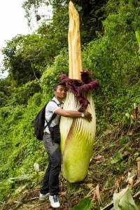 picture_of_the_day_amorphophallus_titanum_4.thumb.jpg.742abb51892678fe74e220ac01050e9d.jpg