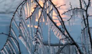 tree-water-nature-branch-snow-cold-winter-light-bokeh-sky-wood-frost-ice-reflection-twig-lights-icic-eezing-light-reflection-ice-rink-wire-fencing-1374824.thumb.jpg.356f7c680dd9f1d49feffa7734231d99.jpg