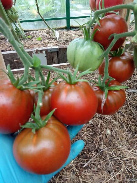 Радуга в моём саду 2022...lifes beautiful - Страница 9 - Дачные дневники2022 - tomat-pomidor.com - форум