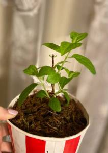 Ред Вимс 10.02.22.jpg