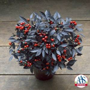 2018-ornamental-pepper-onyx-red-768x768.thumb.jpg.94af29055aa45e8f79c89b113f6b5924.jpg