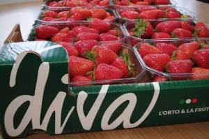 Apo-scaligera-fragole-Callas.thumb.jpg.7d3974cce5287f2d79d96e9b4d118a3a.jpg