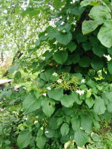 IMG_20200703_132604.jpg