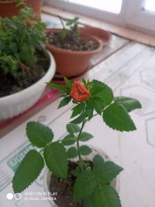 IMG_20220207_091940.jpg