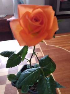 IMG_20220222_130358.jpg