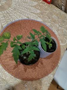 IMG_20220224_150034.jpg