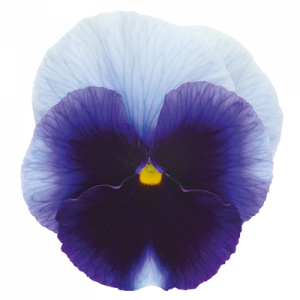 Pansy-Inspire-Plus-Beaconsfield.thumb.png.ce8f5b36fc9175a6b0509d70c897485f.png